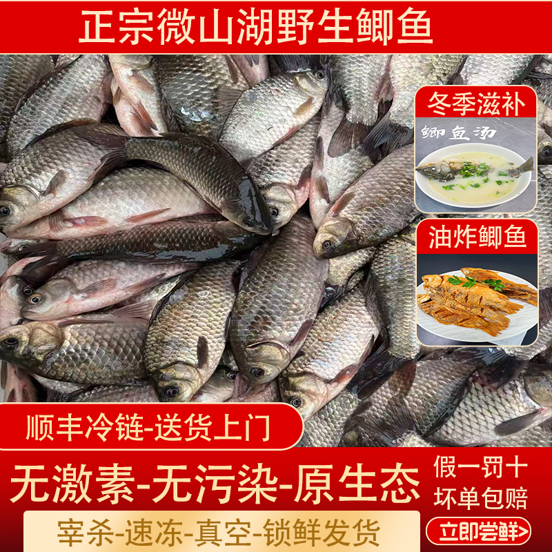 微山湖生态鲫鱼微山湖滋补