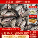 微山湖小鲫鱼新鲜活 现杀淡水鲫鱼孕妇下产奶月子炖汤滋补顺丰