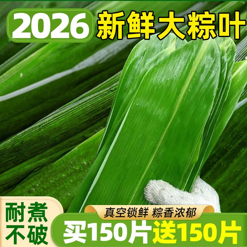 粽子叶棕叶新鲜大号包粽子专用的叶子批发干粽叶大野生鲜粽叶馅料