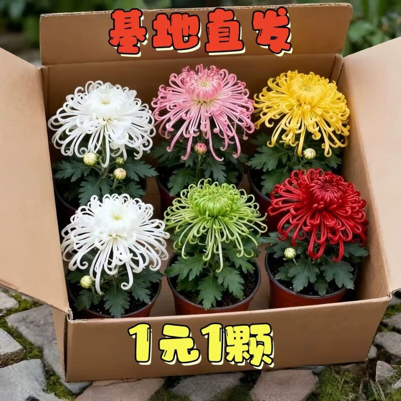 大菊花苗好养开花四季菊花苗盆栽重瓣九月大菊花盆栽阳台室内庭院图片