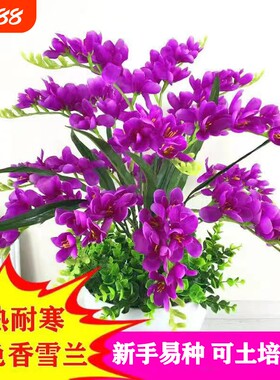 重瓣香雪兰庭院阳台耐寒耐热花卉