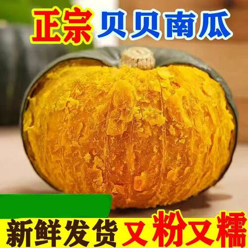 正宗贝贝南瓜板栗小南瓜