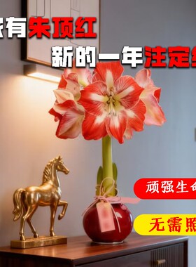 蜡封朱顶红进口花卉重瓣种球礼盒