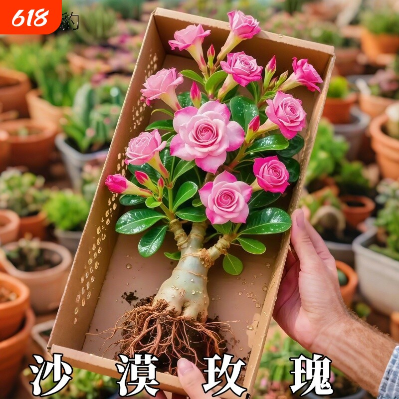 重瓣沙漠玫瑰老桩花苗阳台庭院四季不断开 花好养绿植盆栽多肉