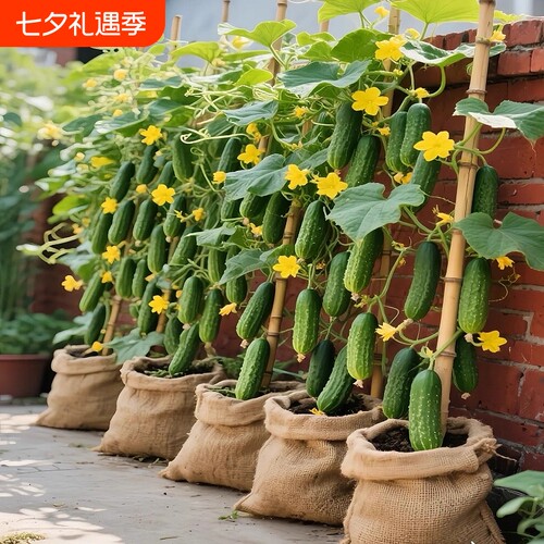 新种子秋黄瓜种子七号绿心水果黄瓜春夏秋播种籽蔬菜高产