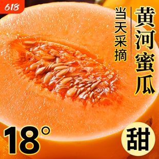 正宗黄河蜜甜瓜哈密瓜新鲜水果应当季整箱包邮黄金脆香瓜甘肃民勤