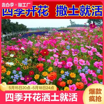 野花组合花种子室外除虫菊花种籽子四季播种开花庭院格桑花种大全