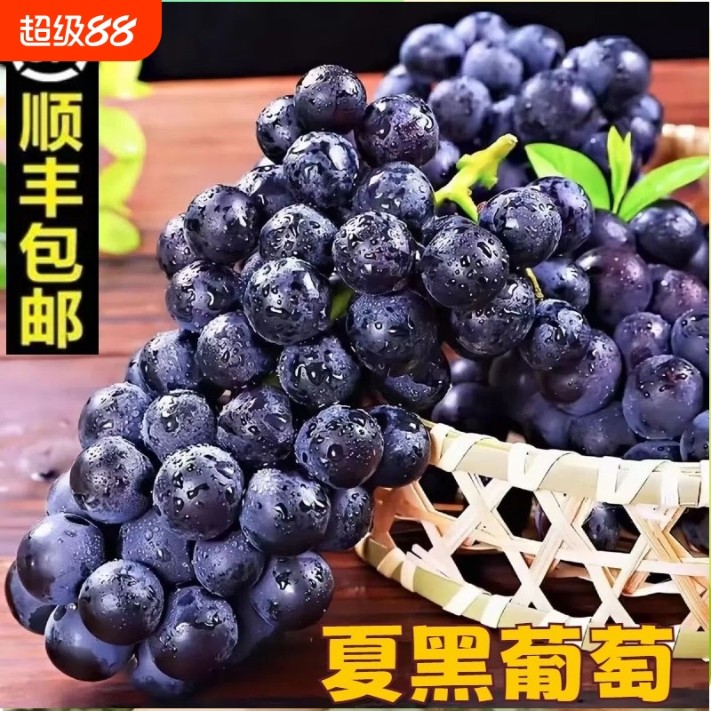 顺丰包邮新鲜无籽夏黑葡萄新鲜黑加仑现摘当季水果非巨峰葡萄