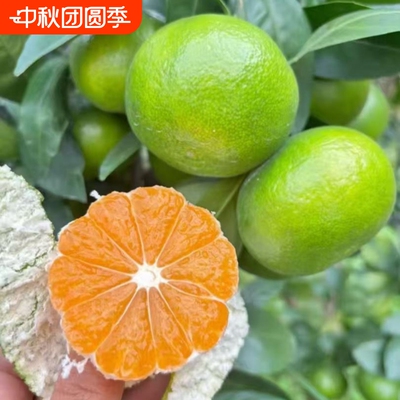 江西赣州寻乌青皮蜜桔