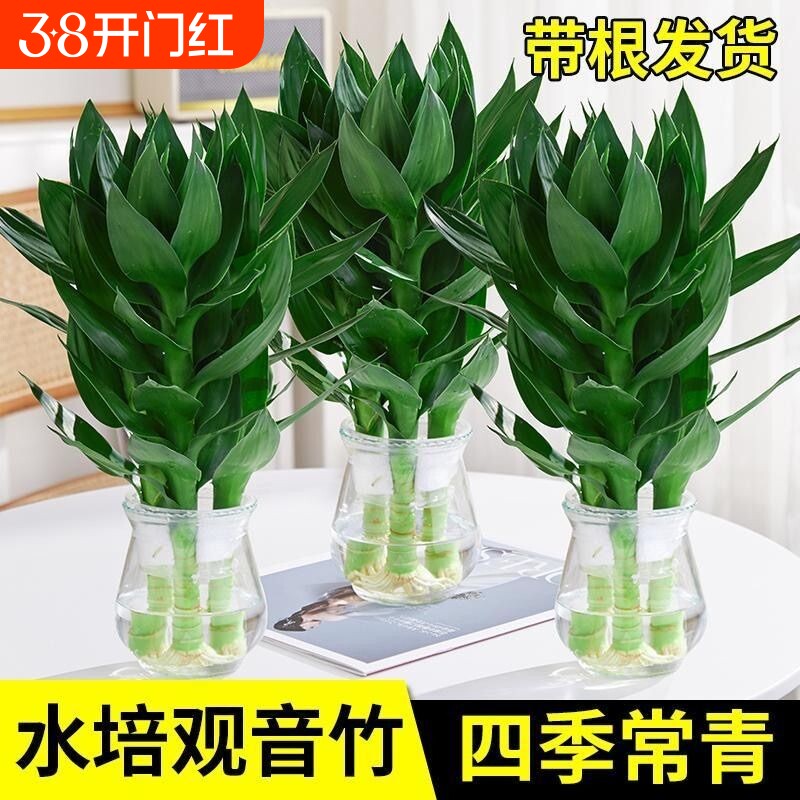 观音竹富贵竹水培植物花卉绿植绿萝室内盆栽转运竹子水养带根好养
