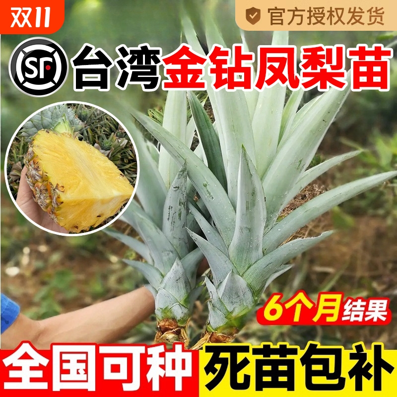 凤梨苗台湾金钻菠萝苗子带果盆栽耐寒矮化水果树苗凤梨树种植西瓜