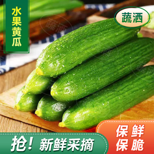 山东脆嫩水果黄瓜小青瓜当季时令蔬菜水果黄瓜轻食简餐新鲜现摘
