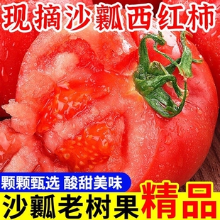 沙瓤西红柿5斤现摘农家自种自然熟老品种生吃水果番茄柿子整箱3斤