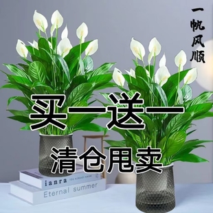白掌盆栽易活风顺水培植物室内花卉绿植红掌水养四季开花客厅带花