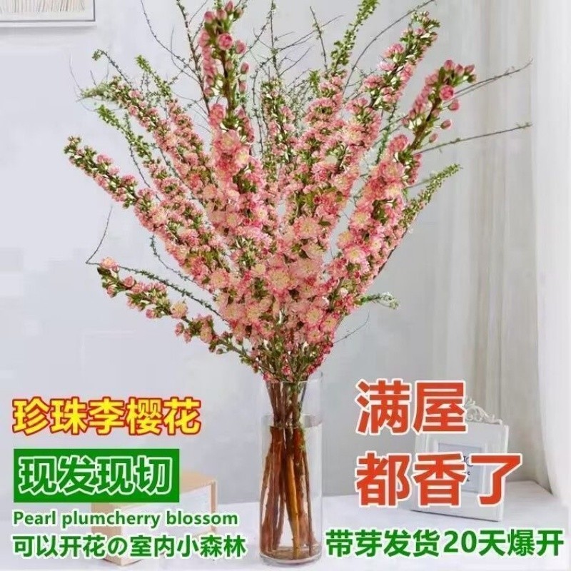 珍珠李干枝遇水开花鲜枝水培鲜花植物室内好养梅花耐寒热年宵花卉