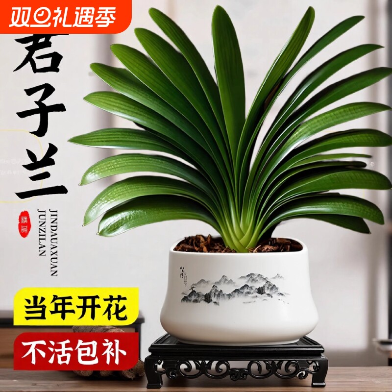 特大号君子兰盆栽名贵国宝级年宵花卉绿植物室内客厅四季好养盆景
