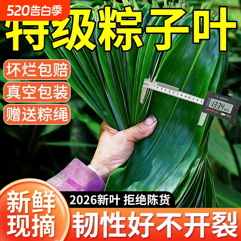 粽子叶棕叶新鲜大号新叶包粽子专用的叶子端午节商用批发干粽叶大