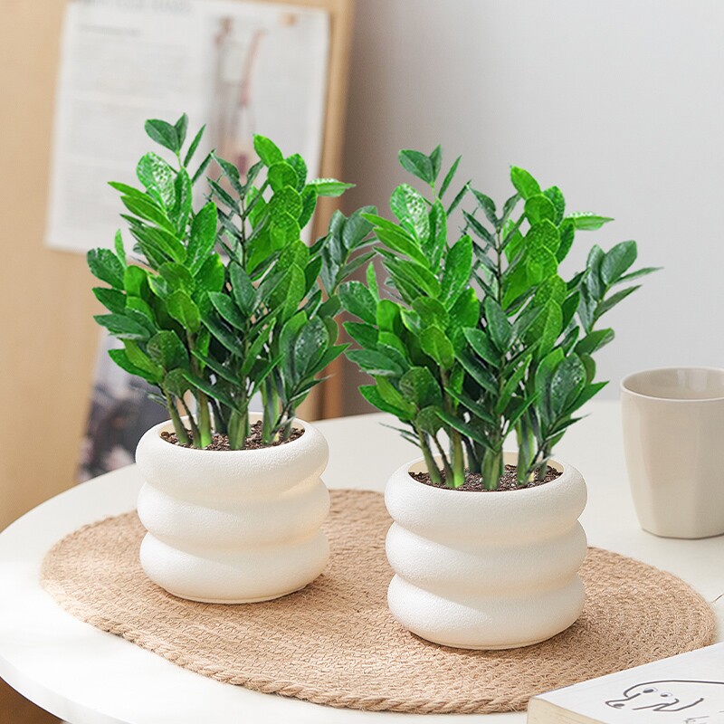 金钱树盆栽四季好养室内客厅阳台绿植净化空气办公室桌面植物花卉