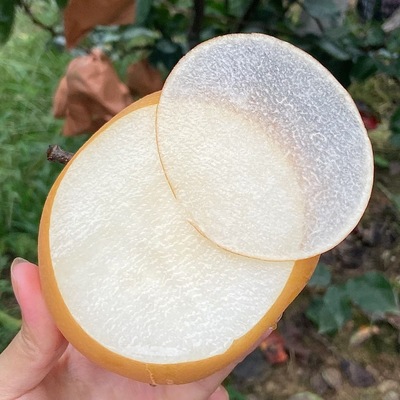 正宗秋月梨新鲜水果梨子脆甜多汁整箱无渣薄皮酥梨现货