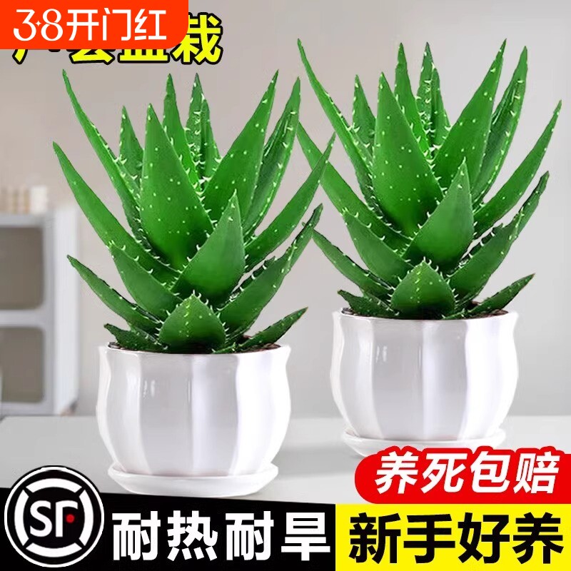 芦荟盆栽室内除甲醛净化空气花卉绿植仙人掌多肉植物四季好养客厅