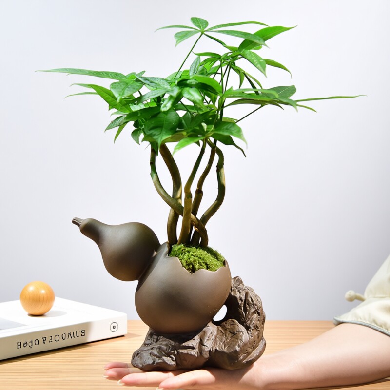 发财树盆栽室内盆景绿植客厅桌面四季常青好养乔迁装饰植物摆件