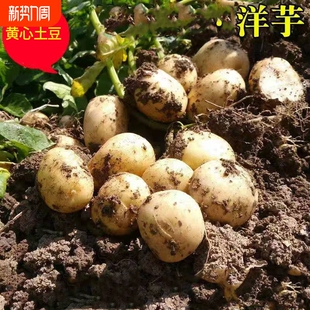 新鲜小土豆湖北天门农家自种老品种小洋芋黄心土豆现挖蔬菜瓜果