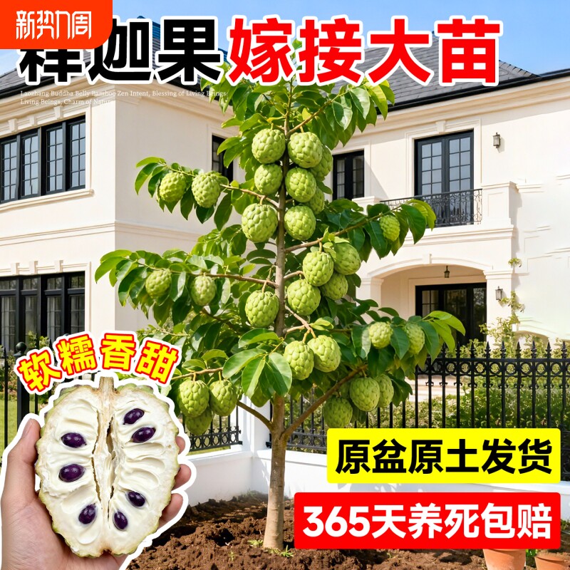 释迦果苗树特大号带果凤梨释迦嫁接果树果苗榴莲庭院南方盆栽地栽