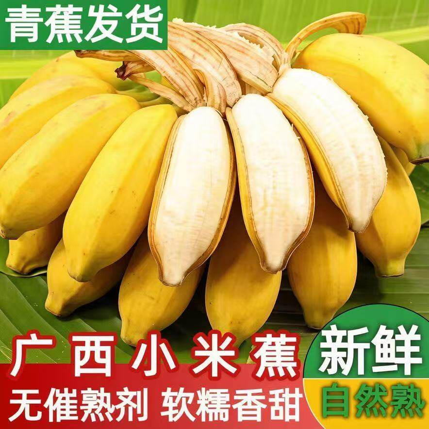 广西南宁小米蕉果香果肉软糯细腻嫩滑清甜味整箱包邮香蕉自然熟