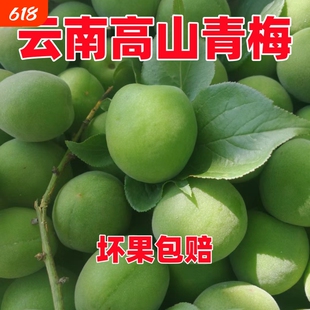 云南2026青梅果青梅鲜果新鲜泡酒专用大果酵素现摘孕妇酸梅子
