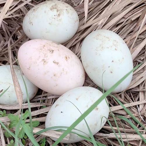 凯旋正宗生鸭蛋新鲜鸭蛋正宗江西南昌鄱阳湖边散养土鸭蛋现捡现发