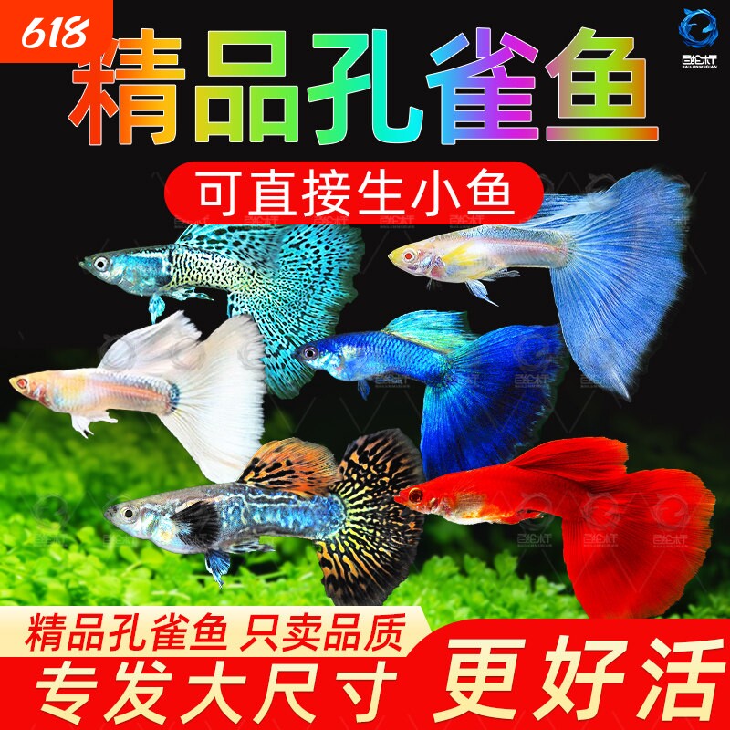 孔雀鱼纯种观赏鱼小型淡水好养热带鱼活体清道夫斑马金鱼小鱼鱼苗