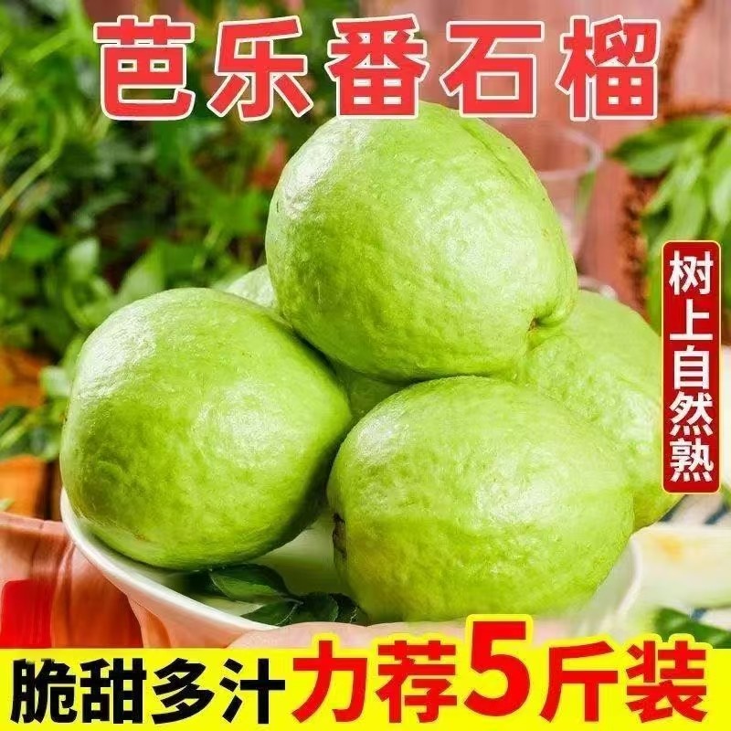 现摘广东新鲜白心芭乐番石榴脆甜孕妇水果一整箱10年老树,水产肉类/新鲜蔬果/熟食,番石榴/芭乐,淘宝优惠券,粉丝福利购,淘宝优惠卷