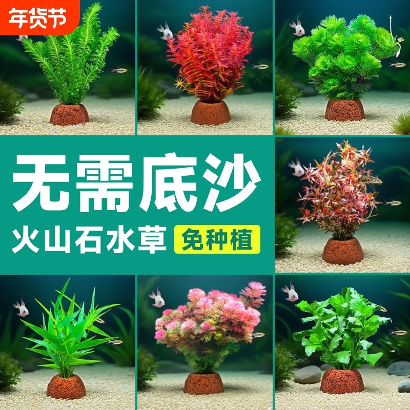 火山石水草植物鱼缸造景水培阴性蜈蚣草绿菊真草摆件水族箱全套餐,宠物/宠物食品及用品,水草,淘宝优惠券,粉丝福利购,淘宝优惠卷
