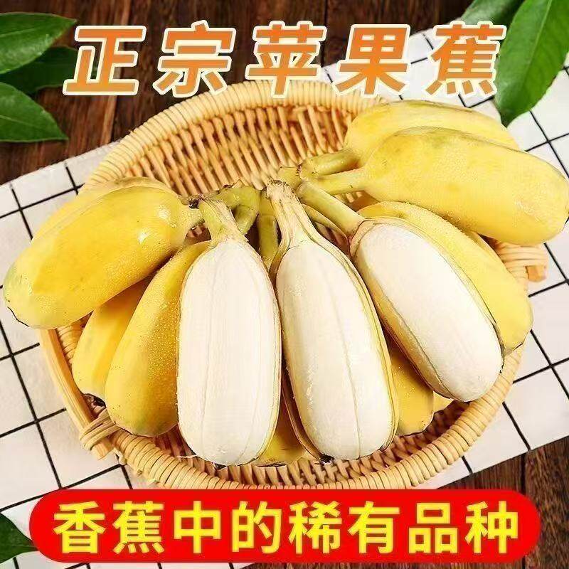 正宗广西苹果蕉香蕉新鲜软糯纯甜自然熟当季水果粉蕉小米芭蕉香焦