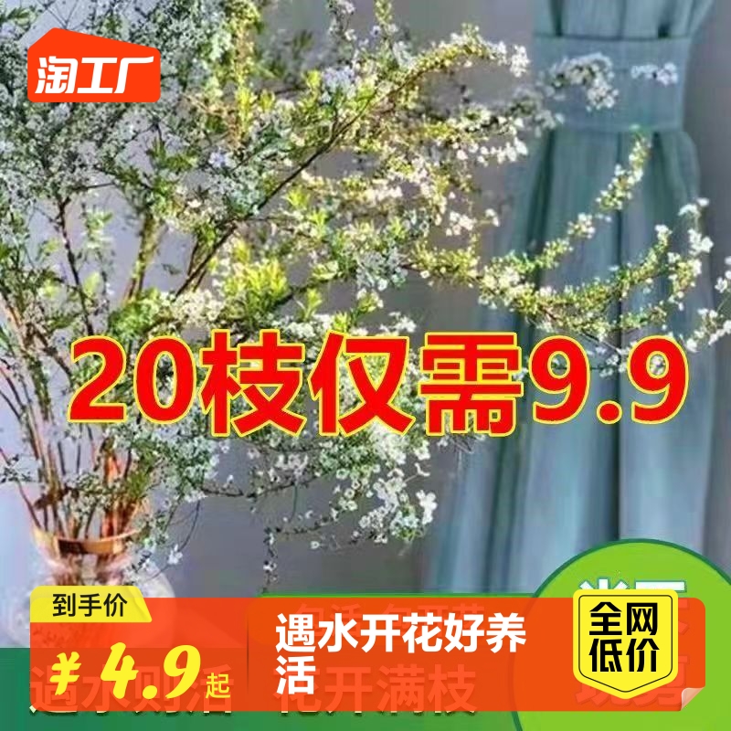 雪柳鲜枝干枝支盆栽水养插花水培植物室内花卉好养活绿植遇水开花