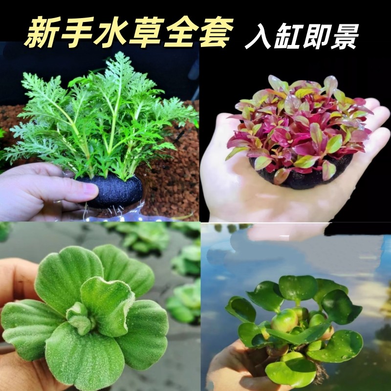 鱼缸造景活体植物水族箱真水草中后景有茎草浮萍水草套餐懒人好养