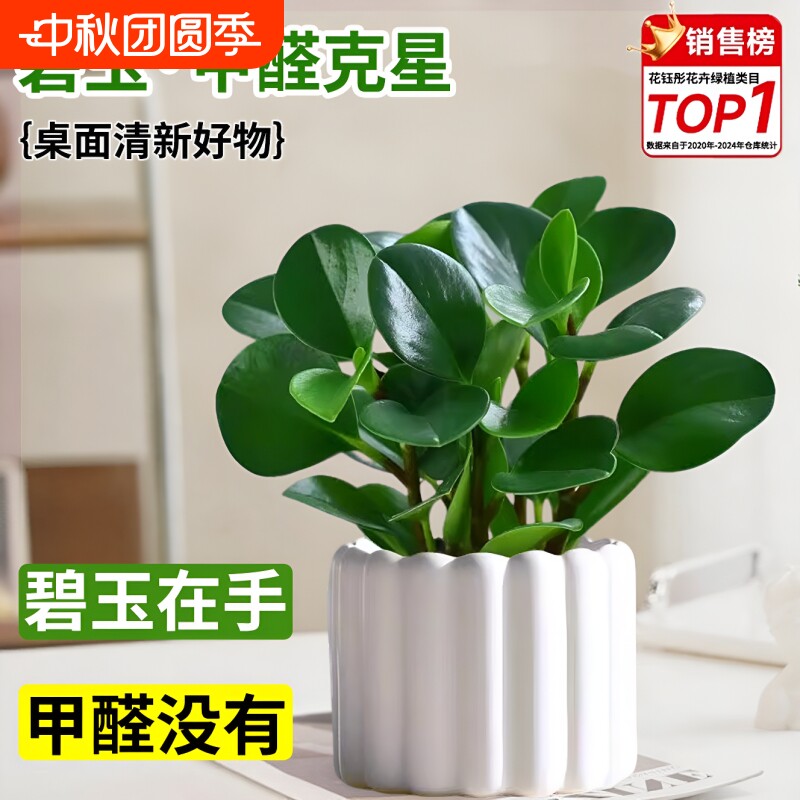 豆瓣绿净化空气盆景|千人加购图片