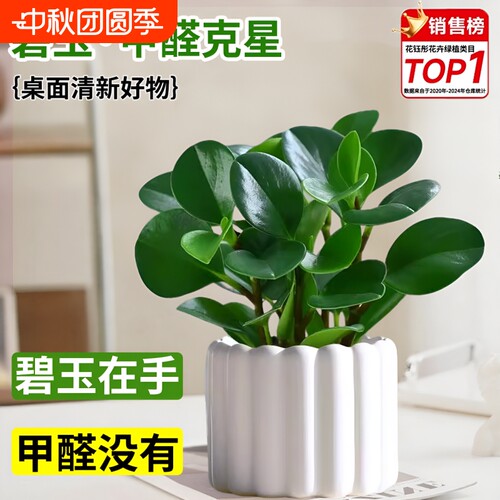 豆瓣绿净化空气盆景|千人加购