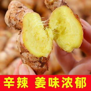 云南正宗小黄姜老姜新鲜生姜高山沙姜土姜蔬菜农家自种食用