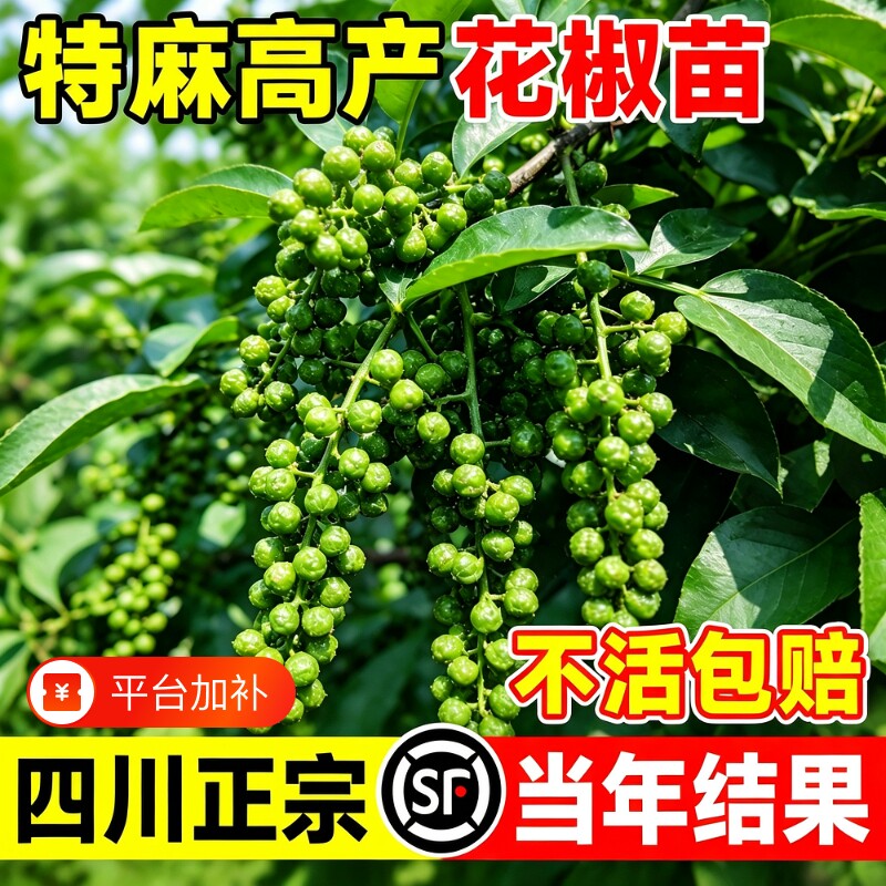 正宗四川汉源九叶青花椒苗树大红袍藤椒麻椒无刺大苗地栽当年结果