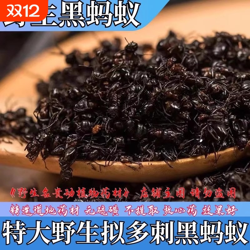 正宗广西横县野生黑蚂蚁中药材拟黑多刺蚁正宗蚂蚁干黑蚂蚁粉泡酒