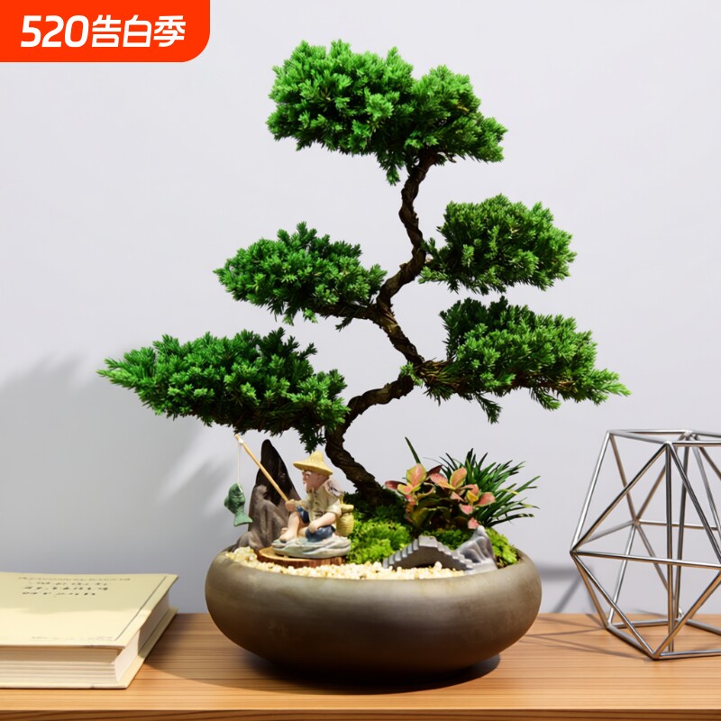 真柏盆栽盆景室内客厅好养办公室绿植桌面四季常青装饰办公桌造型