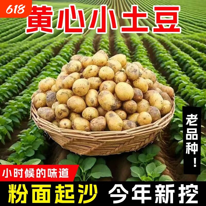黄心小土豆恩施湖北2026当季农家新鲜马铃薯迷你高山富硒洋芋产地