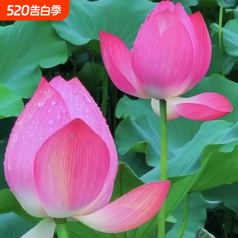 【可观赏可食用】荷花公园莲花藕苗大型荷花花莲藕种苗四季荷花