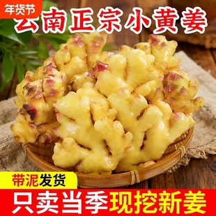 云南高山小黄姜老姜新鲜辛辣农家自种山地老辣生姜片姜汁食用当季
