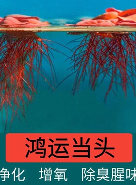 红毛丹苗水生植物水浮莲水培池塘鱼缸造景增氧净化水质水培花卉