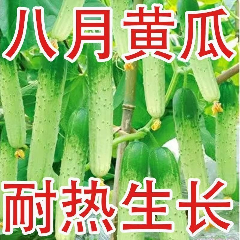 唐山秋瓜种子秋黄瓜旱黄瓜籽春季秋季易播种高产水果黄瓜蔬菜种子