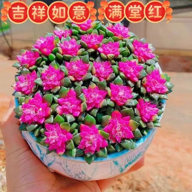 人间富贵花吹雪之松锦绿植花卉招财多肉办公室桌面盆栽带盆栽好