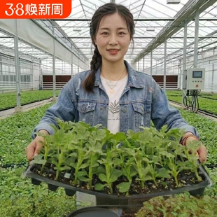 麒麟瓜8424西瓜美都羊角蜜博洋9绿宝石白甜瓜秧苗小兰黄瓤西瓜苗