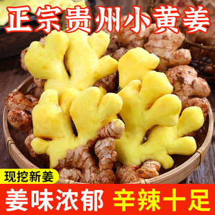 正宗云南新鲜小黄姜农户自种现挖沙土生姜新鲜黄姜老姜肉厚多汁